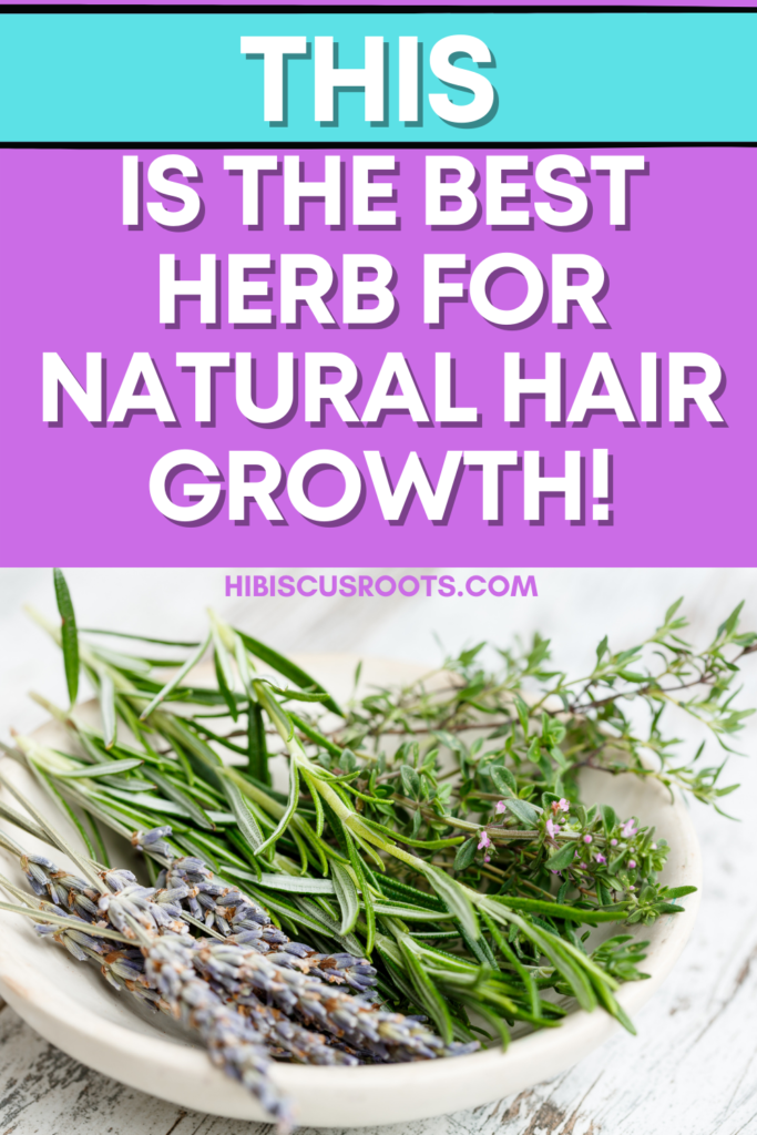 Why Rosemary Is The Best Herb For Natural Hair Growth Hibiscus Roots 6278